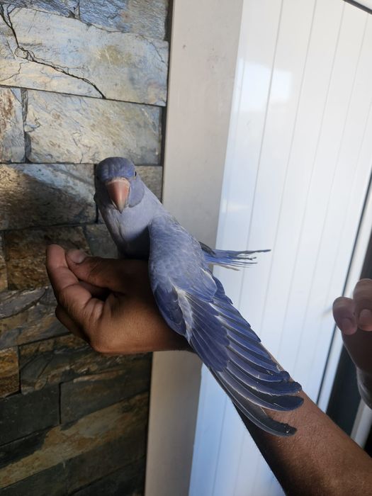 ring neck opalina
