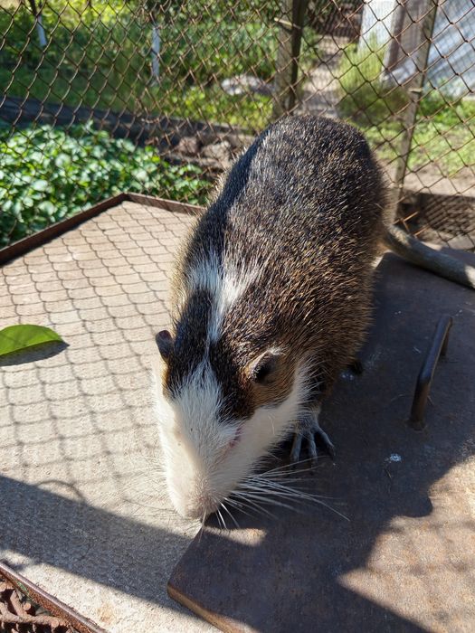 Продам нутр-й,Самцы семимесячные.