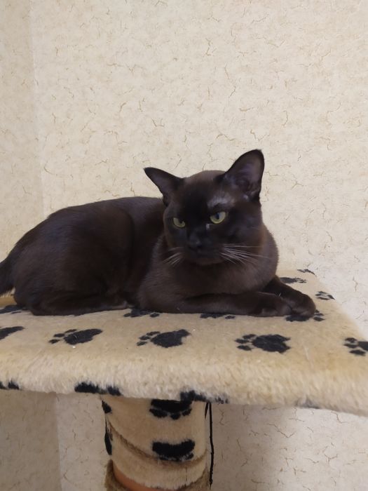 Бурма. Вязка кошек.