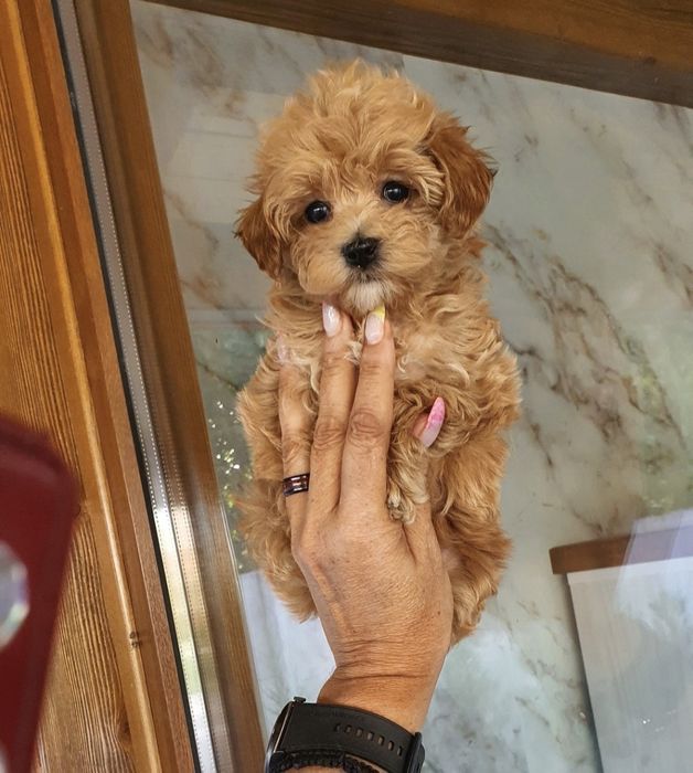 Cudowna suczka maltipoo malutka