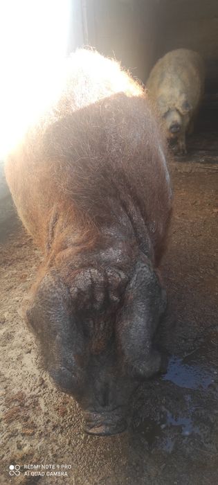 Продам кнура угорської мангалиці