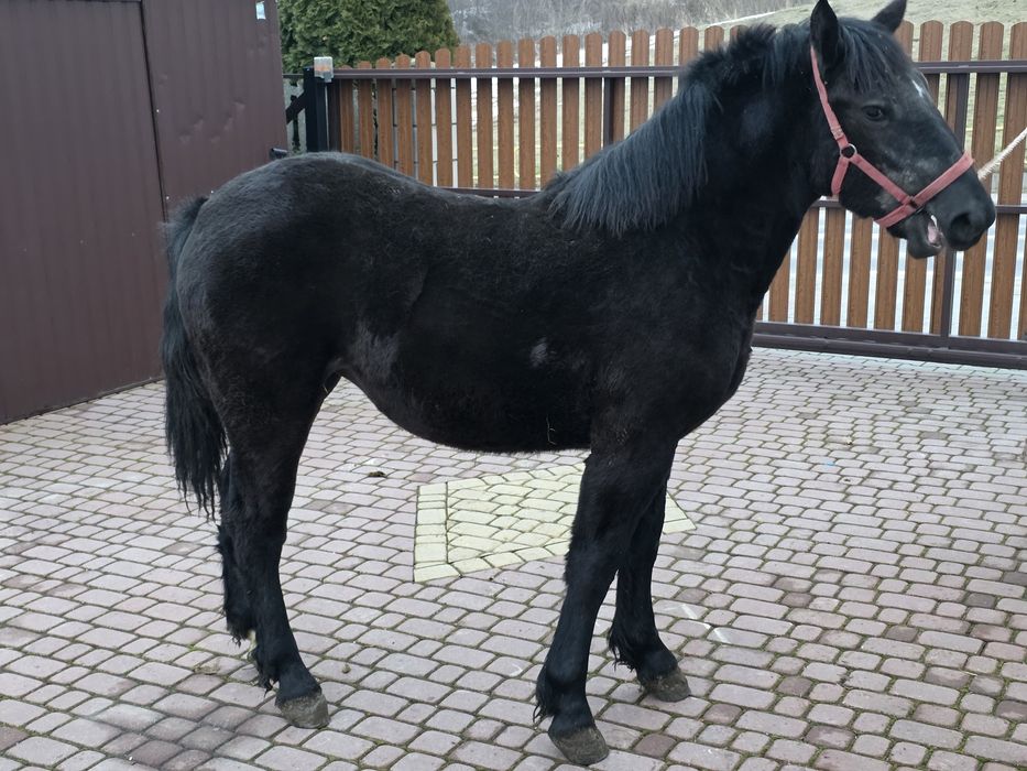 Źrebica 10 miesięczna