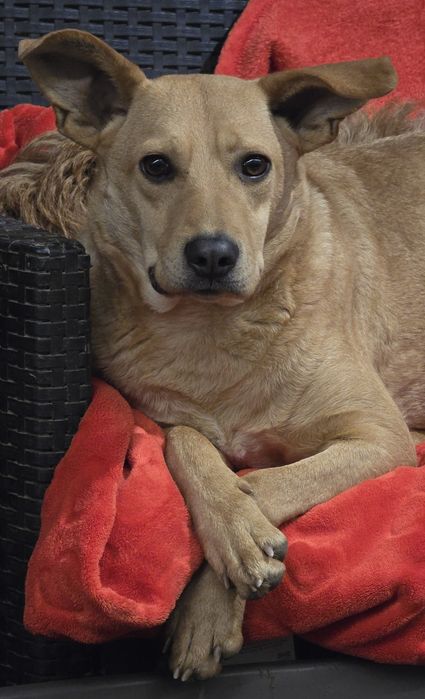 15kg sunia do adopcji