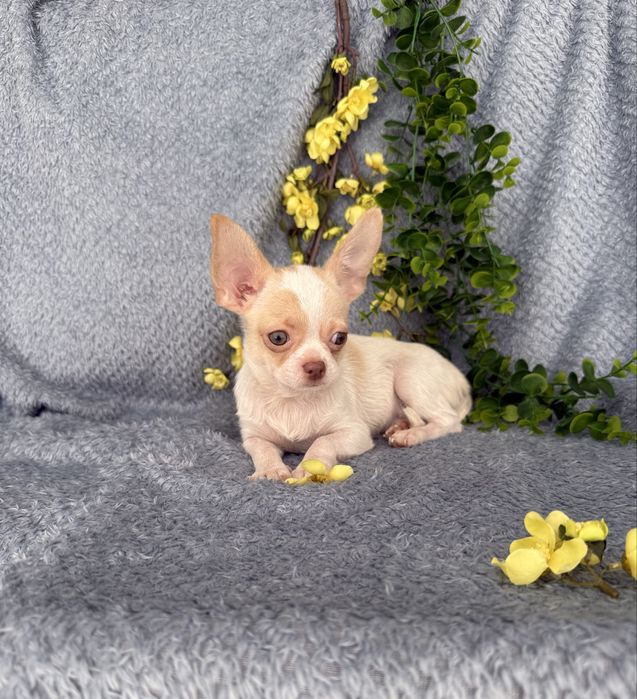 Estupendo menino mini Chihuahua de Qualidade