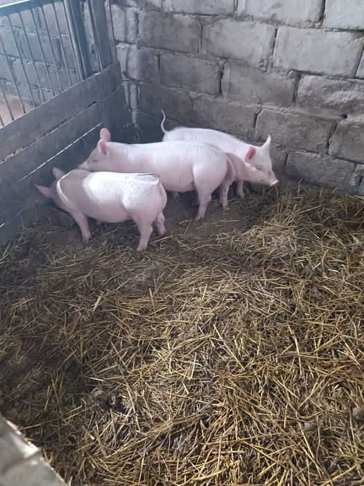 Продам малих поросят