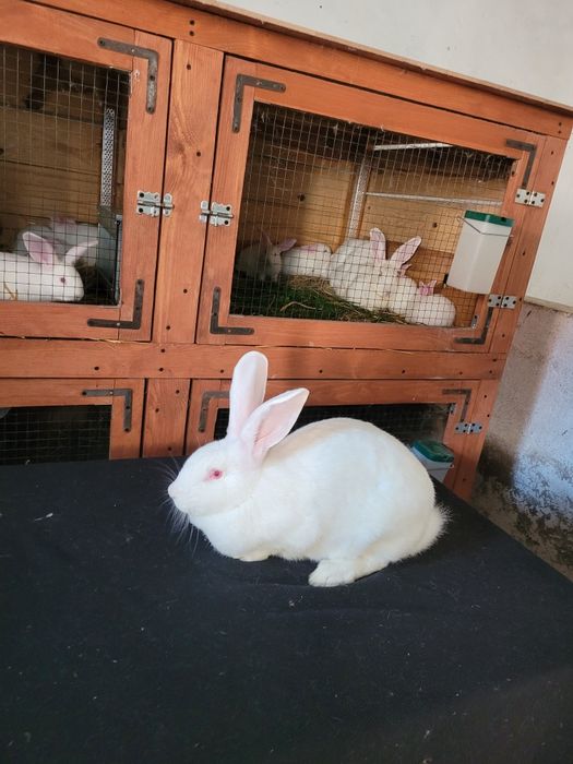 Sprzedam króliki  termondzkie czysto  rasowe w wieku od  5 miesięcy