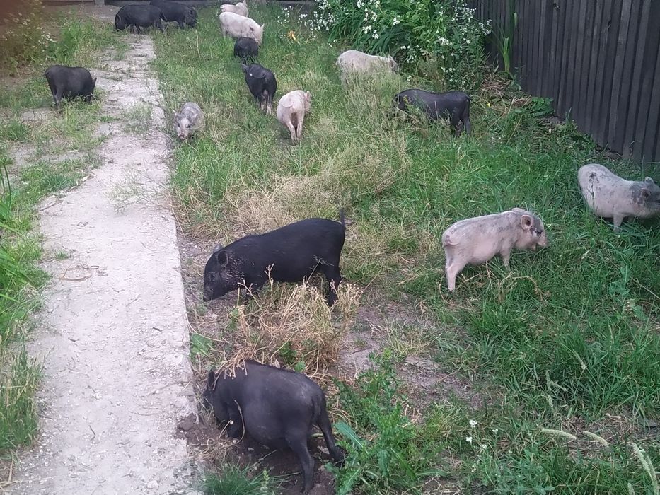 В'єтнамські та корейські поросята