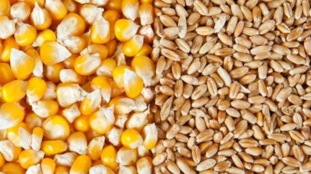 Зерно кукурудзи,