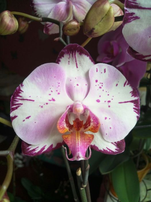 Орхидея Алмазное небо