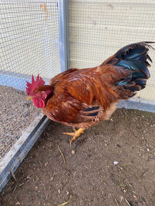 Perus/frangos/garnisos/gansos e ovos