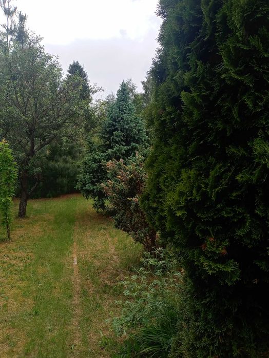 Działka ROD Sosnowiec Dziekana z murowanym domkiem i basenem. Opłacona dzierżawa do 2027r. – další