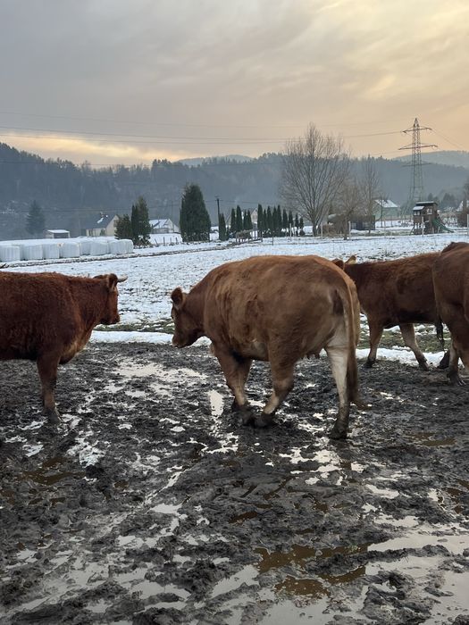 Krowy Limousine LM 100%