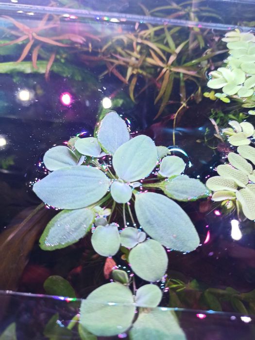 Аквариумные растения