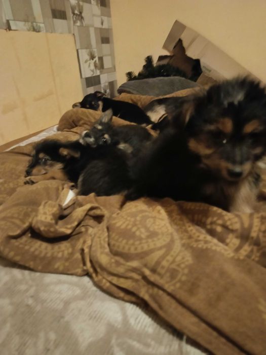 Pieski oddam w dobre ręce