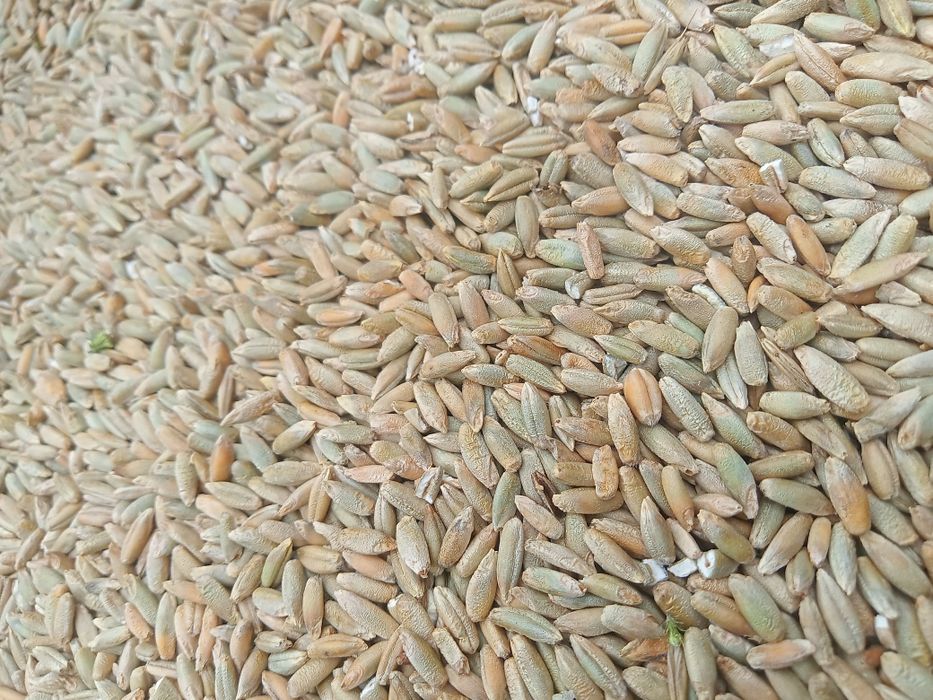 Żyto ozime zbiór 2025