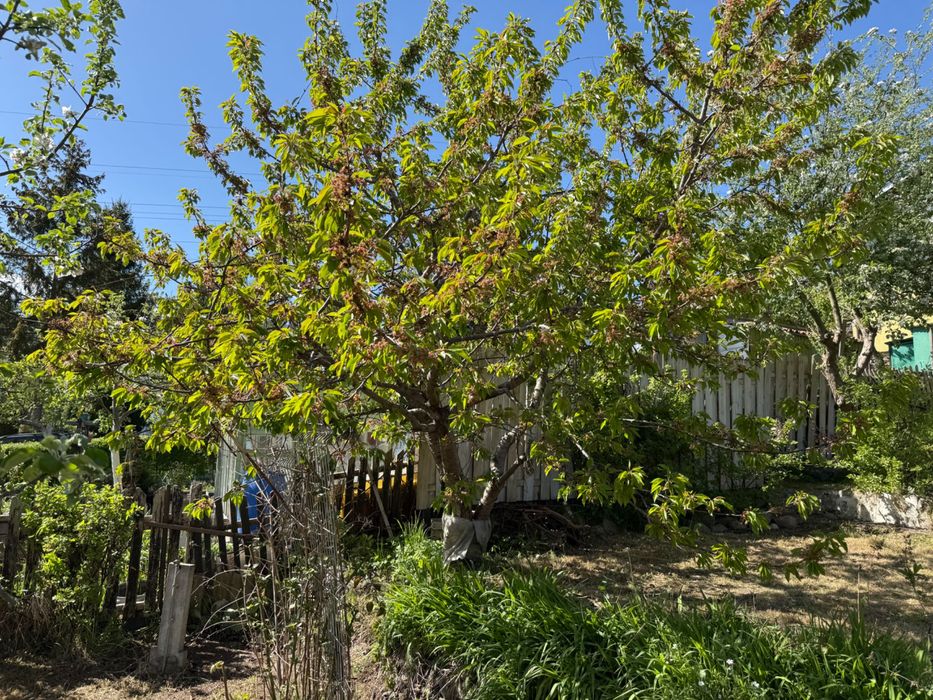 !!OKAZJA!! Działka ROD “Akacje”