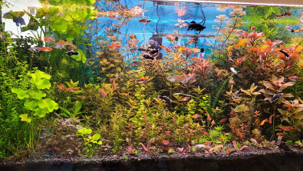 Sprzedam roślinki do akwarium wysyłka