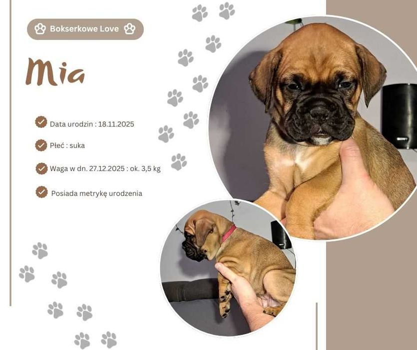 Szczeniak Bokser suczka MIA