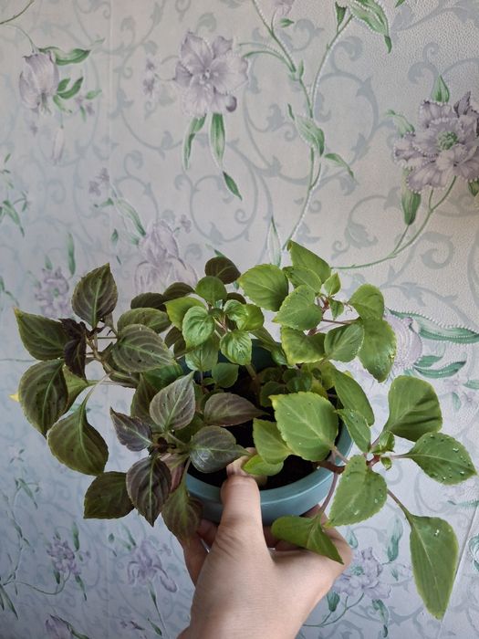 Бальзамін квітуча рослина