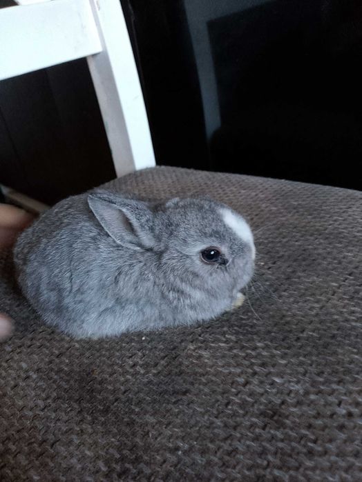 Króliczki miniaturki