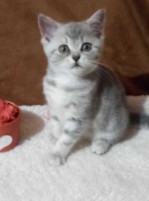 Шотландская кошечка драгоценного редкого окраса Голубой мрамор!