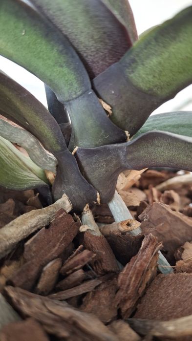 Орхідея Stuartiana var.nobillis 'Xiuya