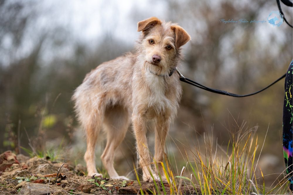 Sunia Viola szuka domu