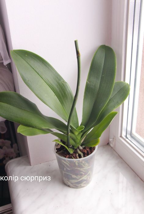 Орхідея фаленопсис відцвіташки 5 різних кольорів