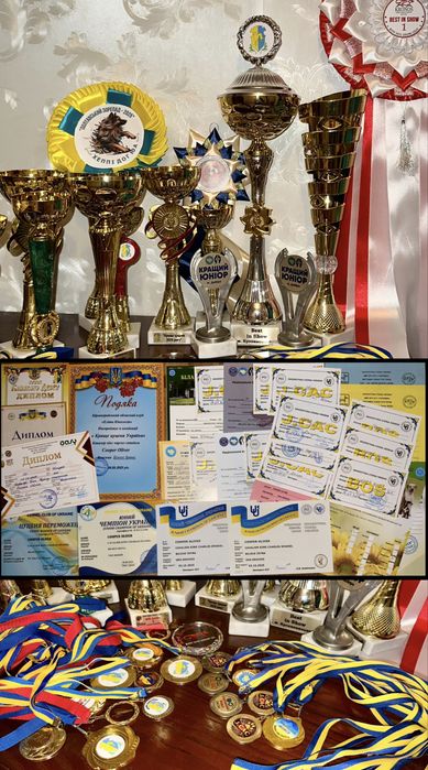 Кавалер Кінг Чарльз спанієль вʼязка