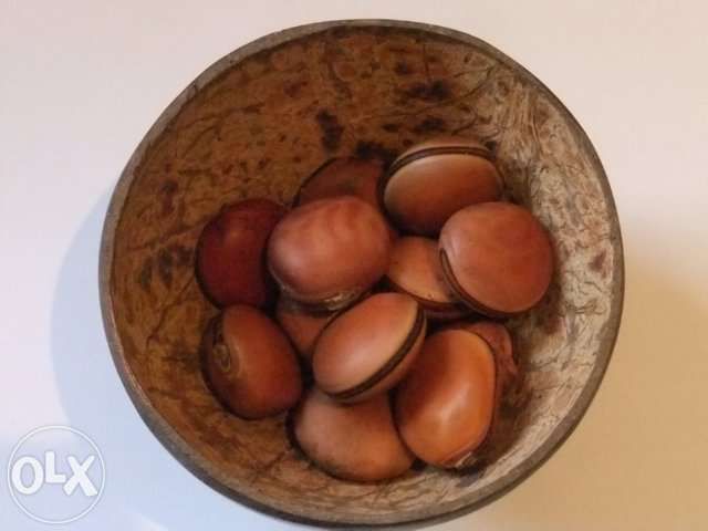 Castanha / Semente de Olho de Boi