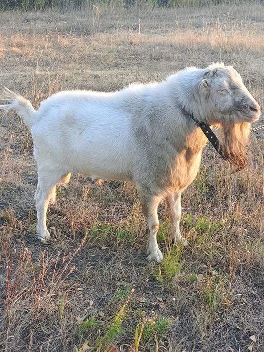 Козел на в'язку. Рогань