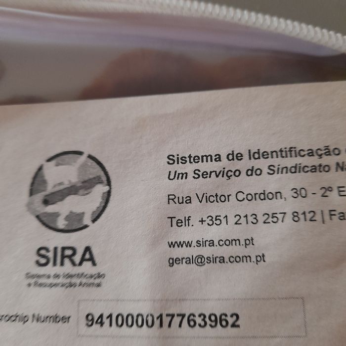Shih-tzu FÊMEA muito fofinha