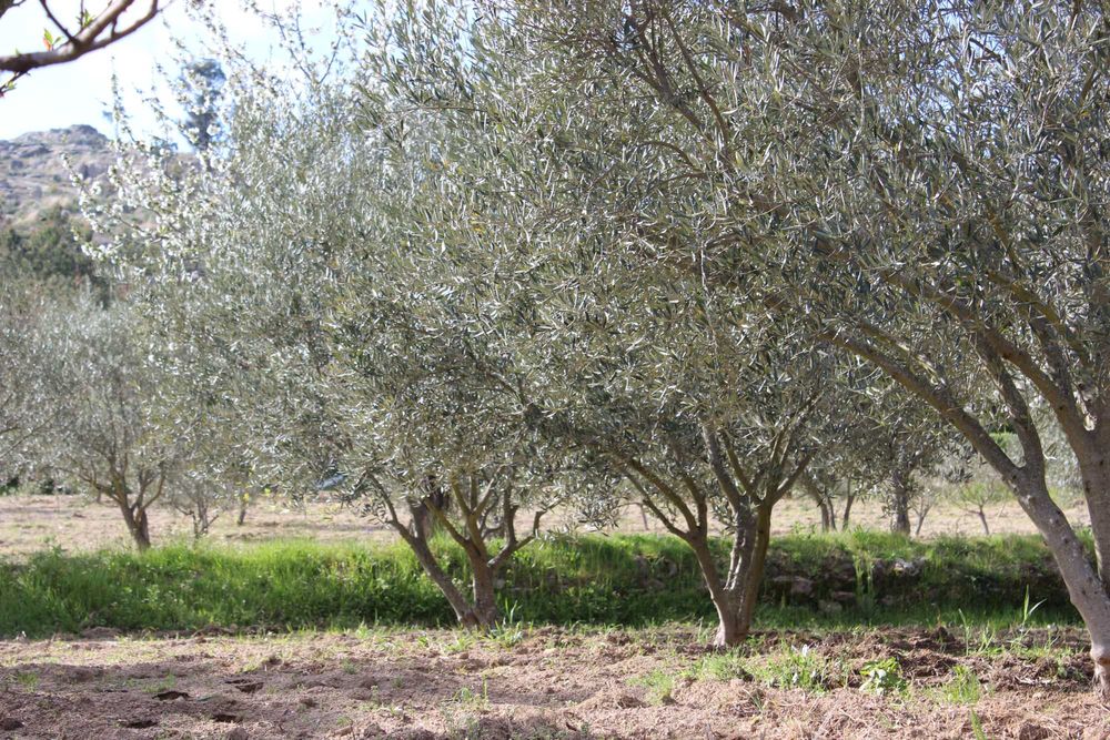 Terreno 53.265 m² com casa de granito, Olival DOP/DOC