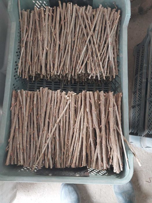 Sztobry, zrazy,  pędy - porzeczka czarna  różne odmiany, ukorzeniane