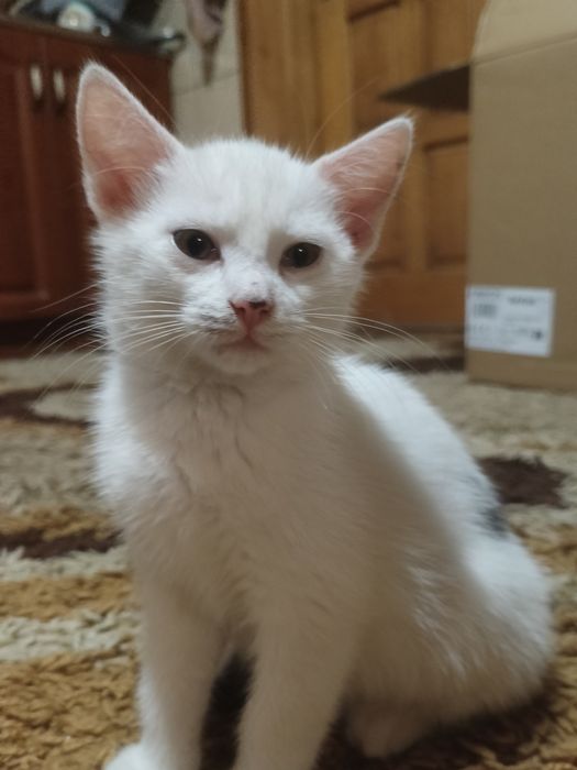 Kociak Romuś do ADOPCJI