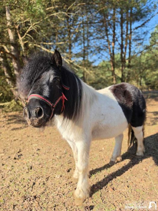 JÓZIA, piękna, młoda kucka do adopcji za darmo