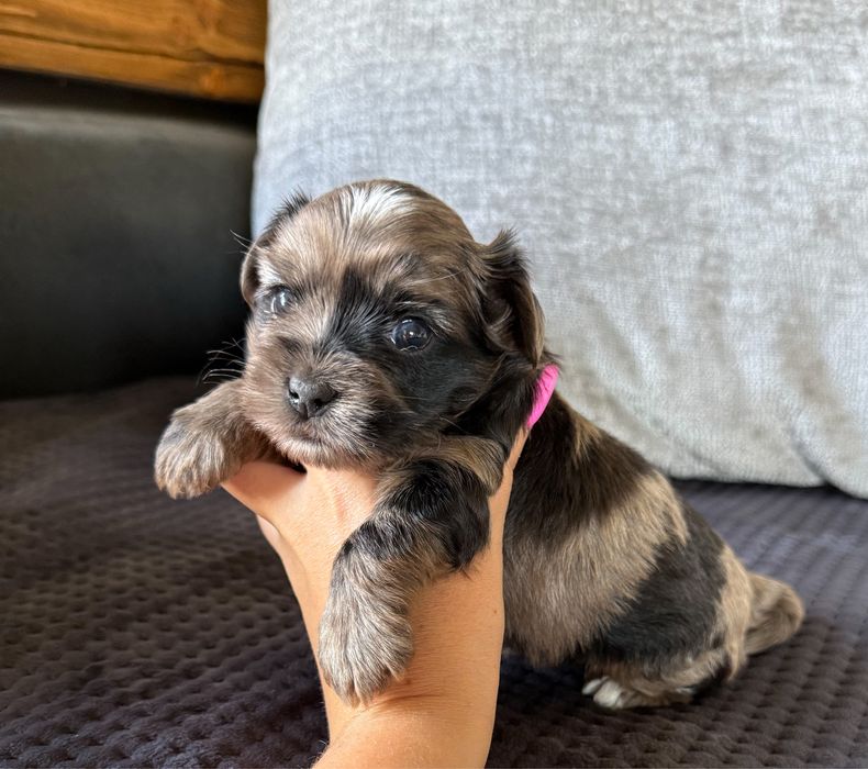 Urocza suczka Merle Yorkshire Terrier