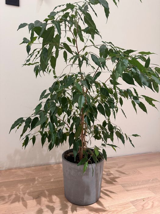 Roślina w doniczce Ficus Benjamina