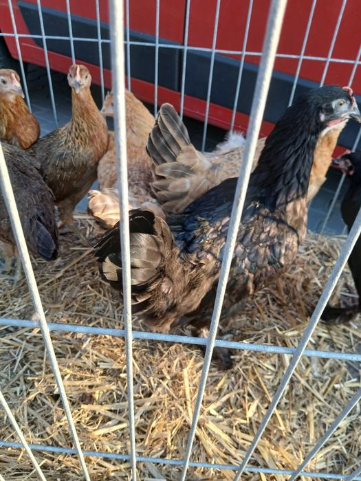 Kury nioski 20 tyg green shell dark shell marans zielonożki zielone jajka czubatki