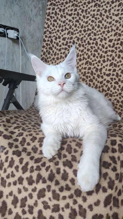 Білий котик Мейн-кун!