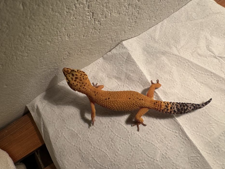 Gekon lamparci Samica tangerine