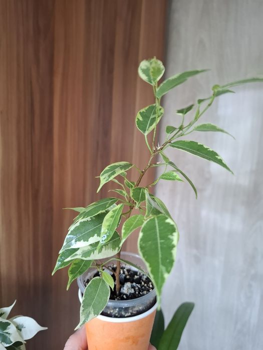 Фікус Кінки двухлетний