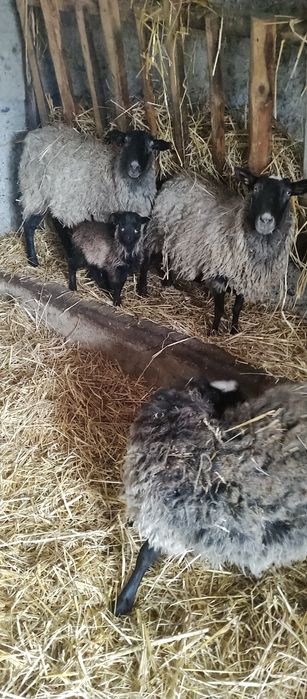 Продам вівці романівські ціле стадо