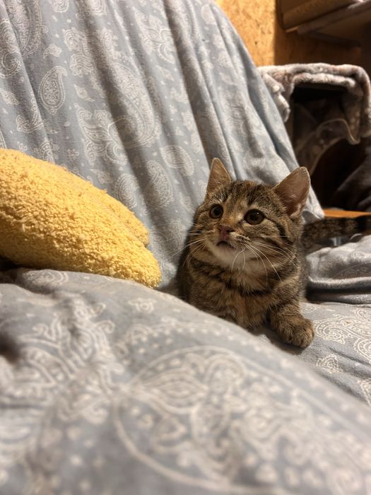 Mała koteczka szuka domku