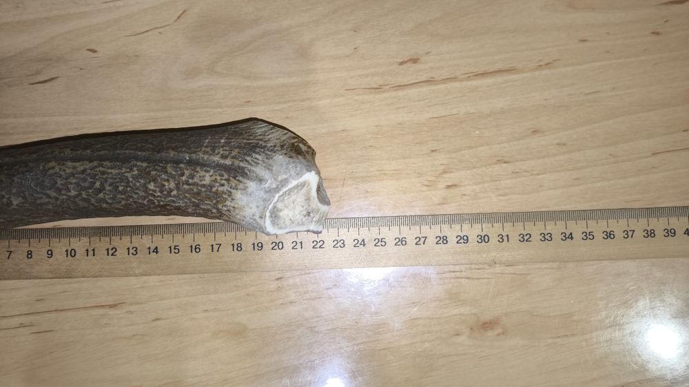 Олений облом рога 23см