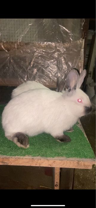 Самці каліфорнія