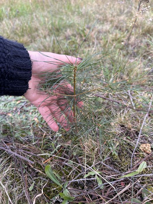 Сосна веймутова, саджанці
