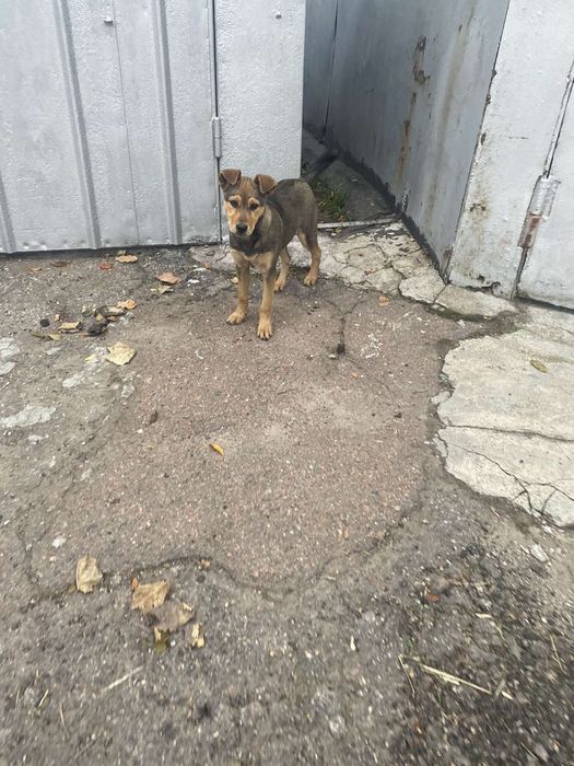 В надійну родину!