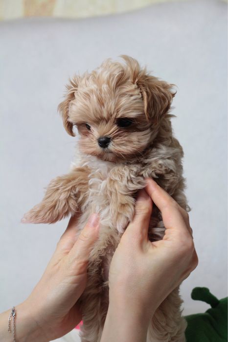 Самые маленькие мишки Мальтипу Ф1 !!!