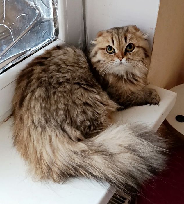 Шикарный мальчик золотой шиншилла фолд